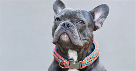 best leash for french bulldog.